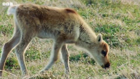 Arctic Wolf Hunts Baby Caribou Planet Earth 2 | BBC Earth 🌎🌍