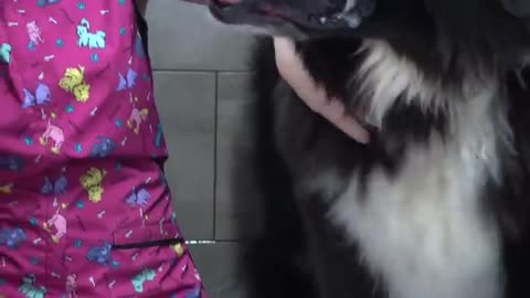 Massive dog punches me in the face