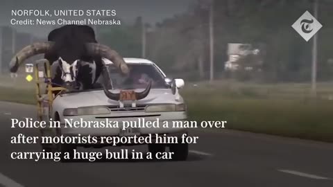 Driver With Bull In His Passenger Seat Pulled Over By Nebraska Police