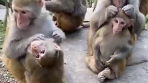 Monkeys Sit To Clean Each Other