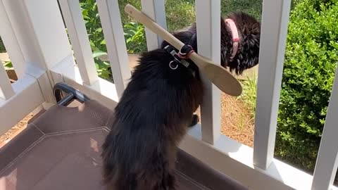 How to Keep the Kitty on the Porch
