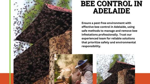 The Ultimate Guide to Bee Control in Adelaide: Protecting Your Home and Garden