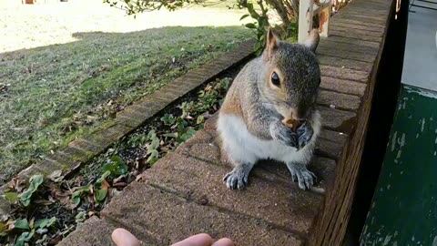 She's very gentle taking her food out of my hand 🐿️ 🥰