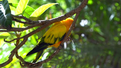 CatTV: Yellow Bird in Rain