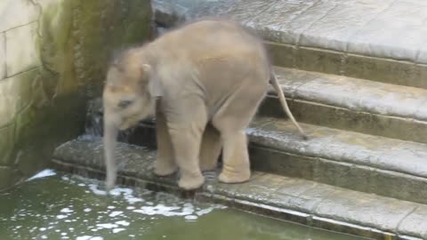 Elefantenbaby geht baden im Zoo Hannover