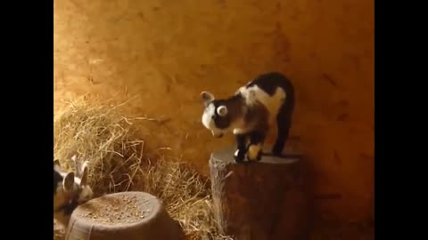 Cute funny baby goat #funnygoats