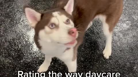 Rating the way daycare dogs