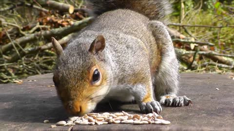 Keep Your Pets Entertained with -Squirrels