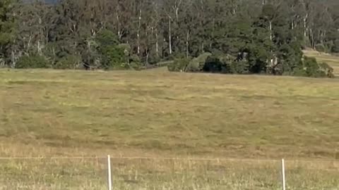 A Queensland pilot has been forced to land in a backyard after his engine failed.