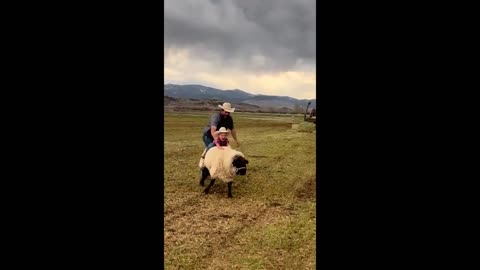 Little boy has a hilarious sheep riding advantage with dad