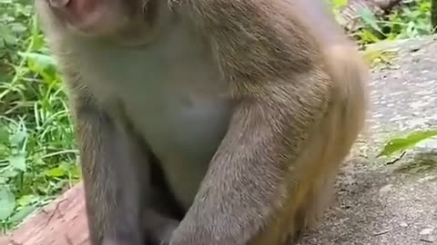 Funny monkey | Monkey drinking milk