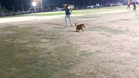 A dog in a cricket field 😂