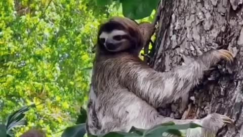 Sloth Lucu Imut -- Anak Sloth Ketinggalan #animals -- Kungkang Hewan Lambat Di Dunia