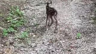 CUTEST baby Deer I have EVER SEEN!!!!