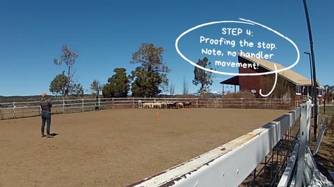 Border Collie Herding Sheep - Cross Drive