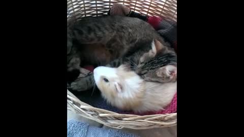 Cat and guinea pig share amazing friendship