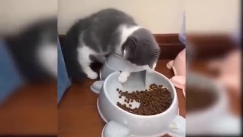 Baby cat / cat funny video #2
