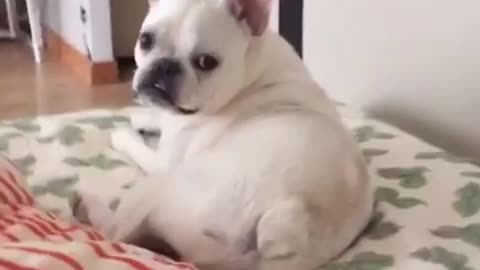 Don't bother this dog when he's mad