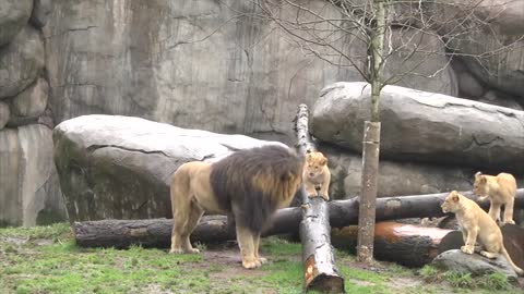 Lion cubs meet dad