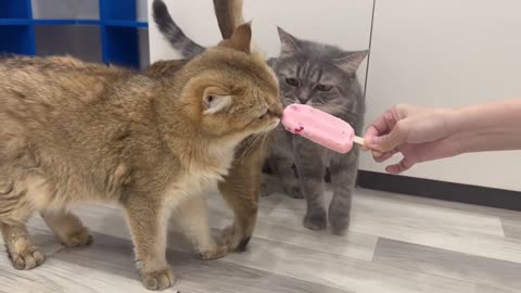 That's what happens when you give a cat ice cream
