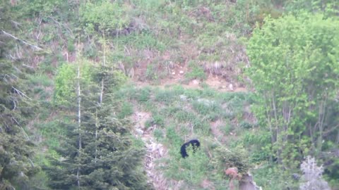 Brocks Idaho bear