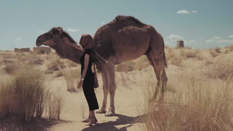 Woderful dreams of Desert - Camel