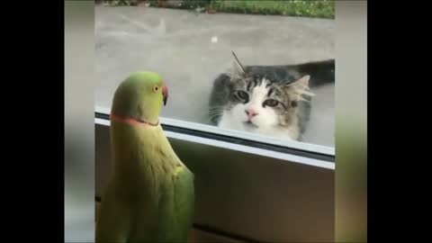 Funny parrot playing with cat 🐱