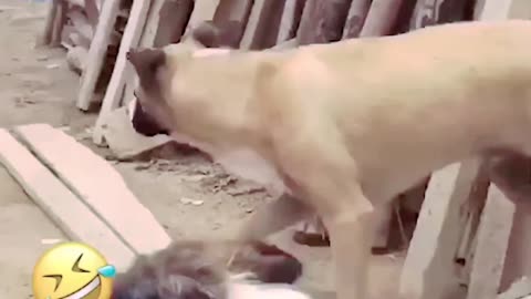 Funny Cat,s And Dog,s so funny video 🤣