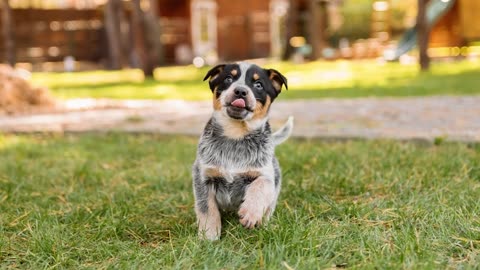 Male VS Blue Heeler :10 differences between theme