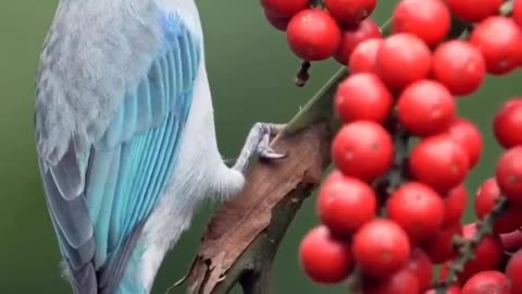 Blue gray tanager bird 🐦🕊️🐦🕊️🐦