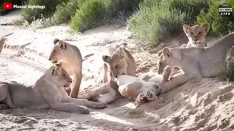 Look What Happened When Injured Lion Cub Lost Mother And Can't Make Food?