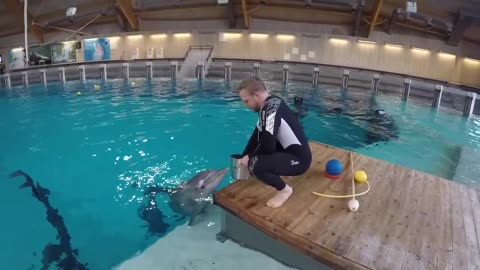 Dolphin Training #animal training
