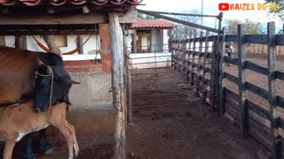 FAZENDA SAMBAIBA E A ORDENHA MANUAL DAS VACAS | RAIZES DO REI