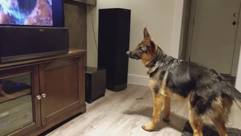 German Shepherd Howling Challenge!