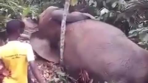 Elephant after drinking 🍸 alcohol