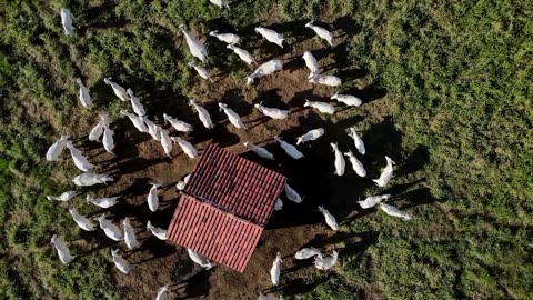 Why the next pandemic could emerge from Brazil