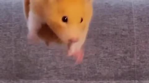 Sportmen hamster