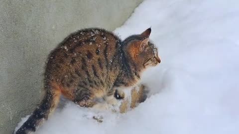 A cute kitten is looking for something in the snow