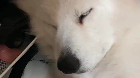 Samoyed is super cute