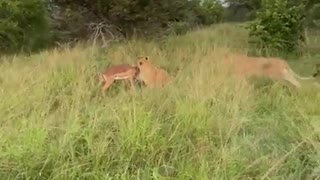 Poor Gazelle vs Lion Epic Safari Experience