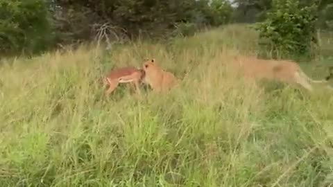 Poor Gazelle vs Lion Epic Safari Experience