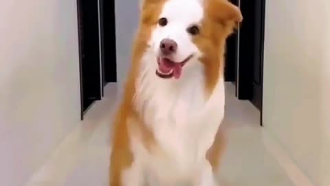 Dancing Dogs | My Cute Doggy In Dance | Dance steps