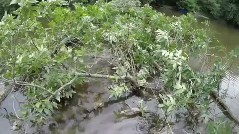 Bowfishing for Carp in the Conewago