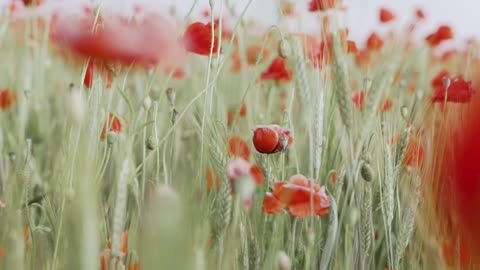 Selective Focus of Red Poppy Flowers While Swaying