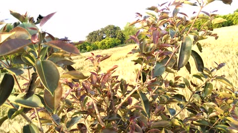 blackberry in the field beautiful view with wheat