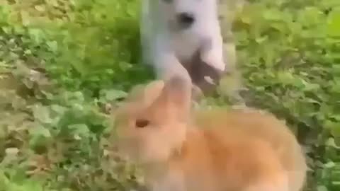 Puppy andBunny Friend Is the Sweetest Thing Ever