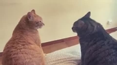 Cat Video quit cat 😺