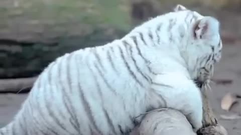 Beautiful_Rare_White_Tiger_Cub_