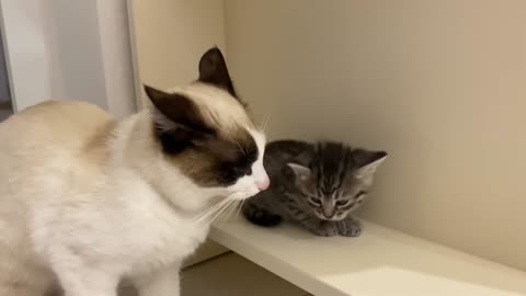 Introducing Cat to New Kitten for the First Time