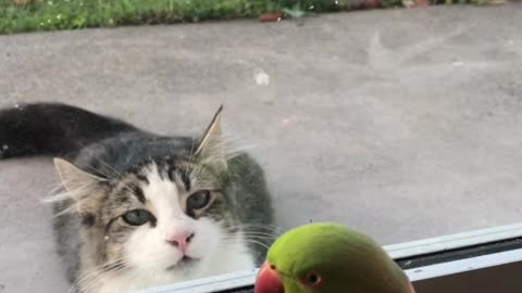 Hilarious Parrot Plays Peek-a-boo with cat!